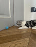 Smart Interactive Rolling Ball for Cats – Electronic Indoor Toy